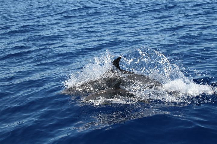 Azul 071.jpg